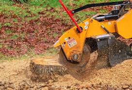 Best Fruit Tree Pruning  in Central, SC