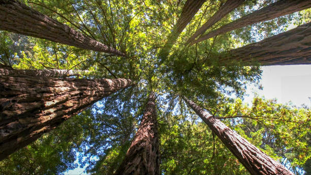 Best Tree Disease Treatment  in Central, SC