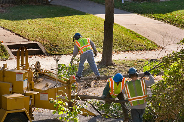 Central, SC Tree Services Company
