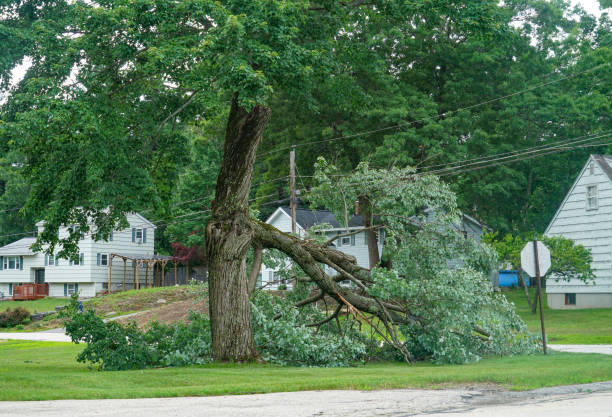 Best Hazardous Tree Removal  in Central, SC