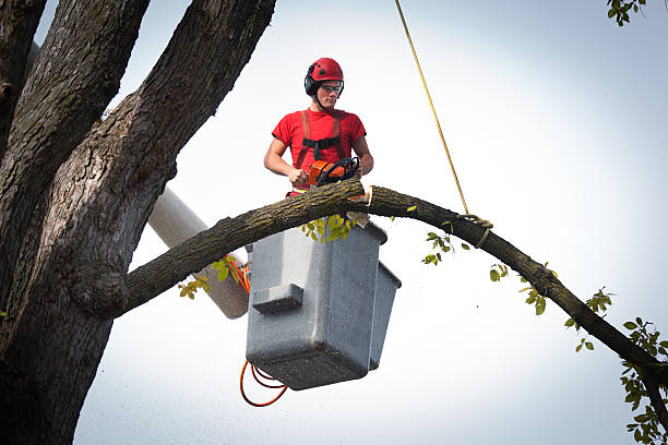 Best Utility Line Clearance  in Central, SC
