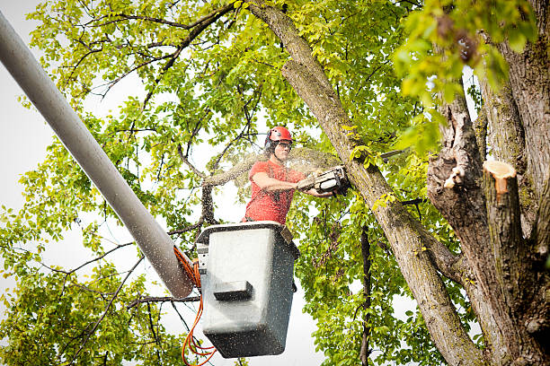 Best Tree Risk Assessment  in Central, SC