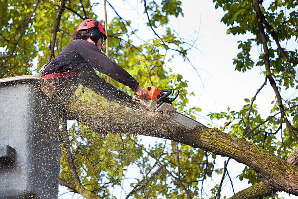 Best Aeration Services  in Central, SC